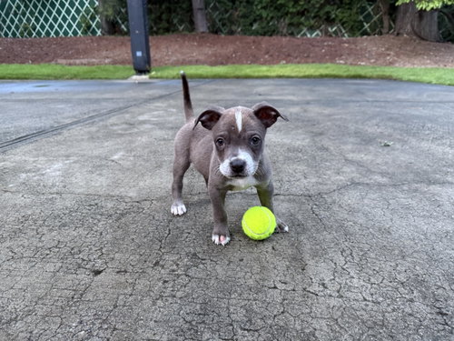 Tiny Cocoa, a dog for adoption from Angels Among Us Pet Rescue