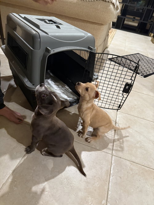 Photo 3 of Tiny Cocoa