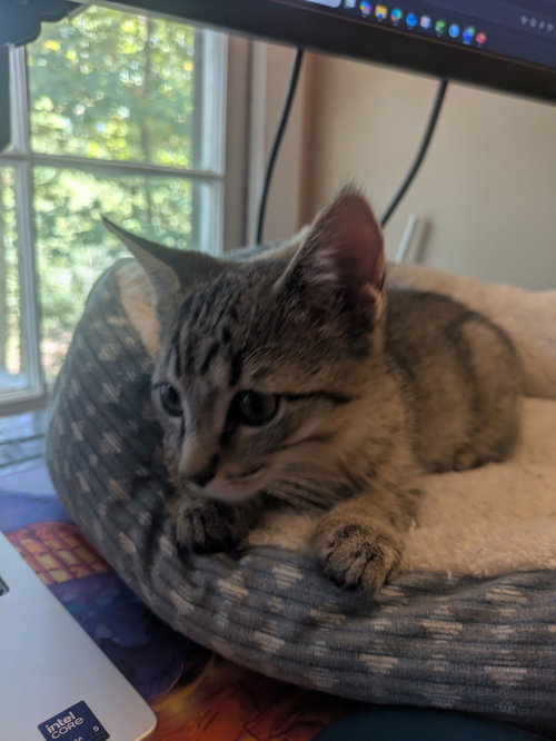 Moana of Montunui, a cat for adoption from Angels Among Us Pet Rescue