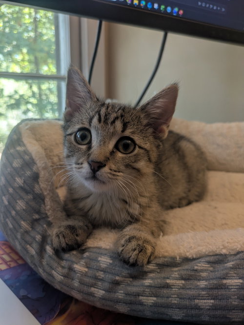 Maui, a cat for adoption from Angels Among Us Pet Rescue