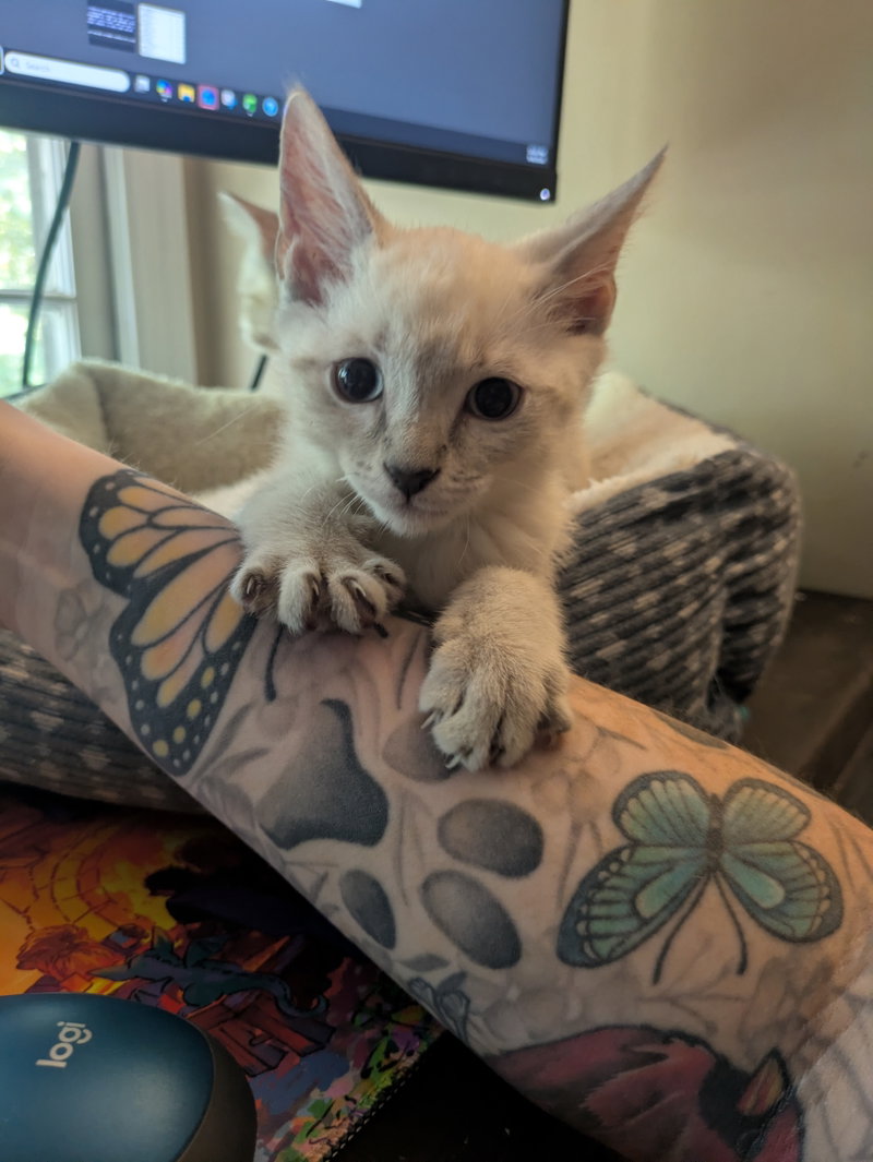 Tamatoa, a male kitten up for adoption