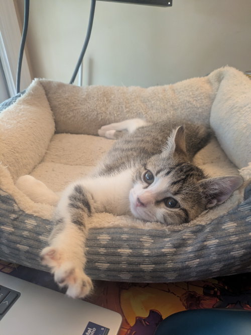 Pua, a cat for adoption from Angels Among Us Pet Rescue