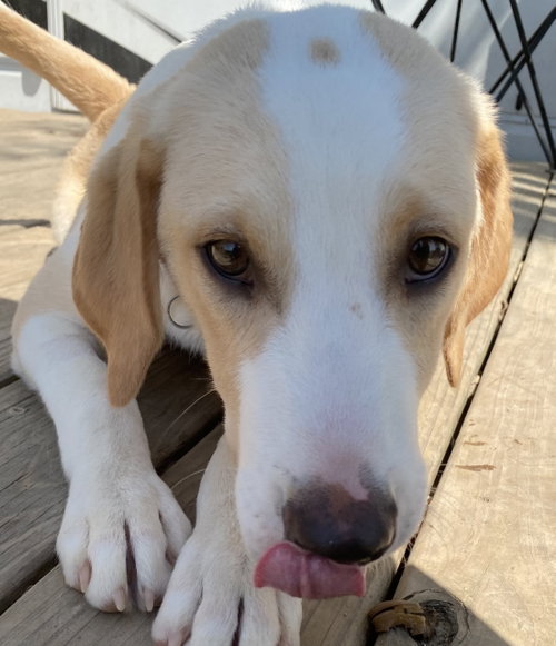 Hugo Gohan, Labrador Retriever / Mixed