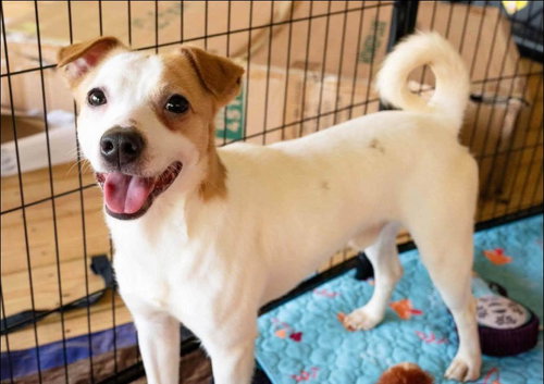 George Jetson, a dog for adoption from Angels Among Us Pet Rescue