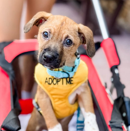 Astro Jetson, Terrier / Mixed