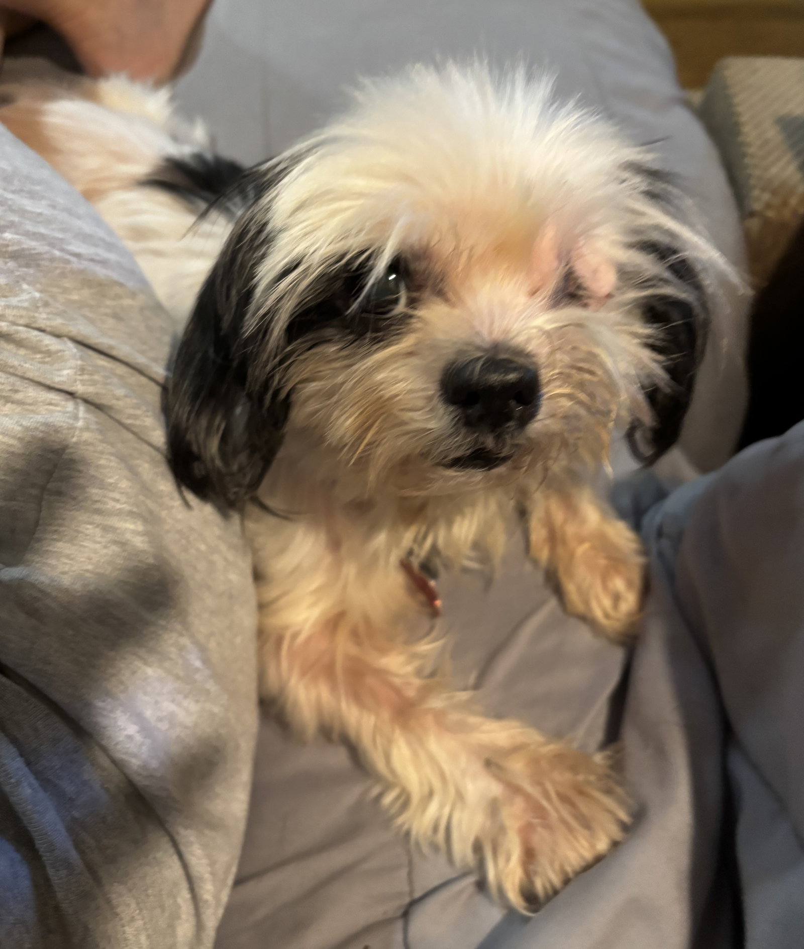 Pooh Poppins, Shih Tzu