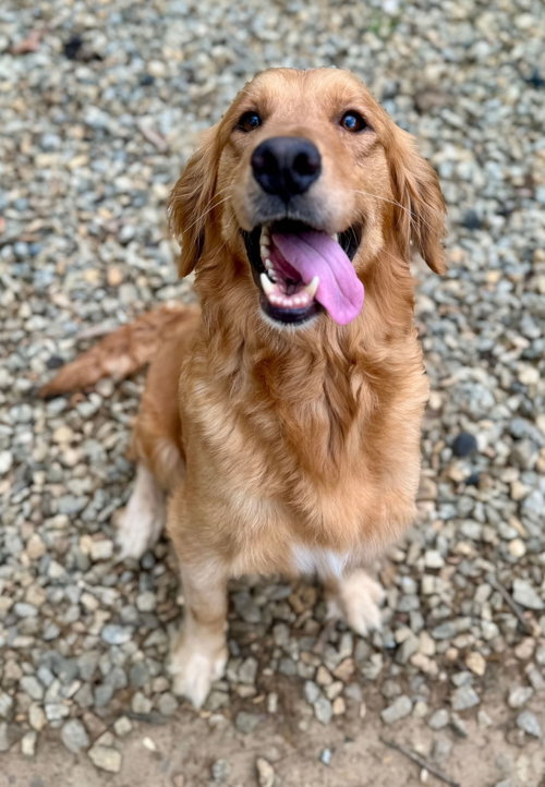 Roxy Hart, a dog for adoption from Angels Among Us Pet Rescue