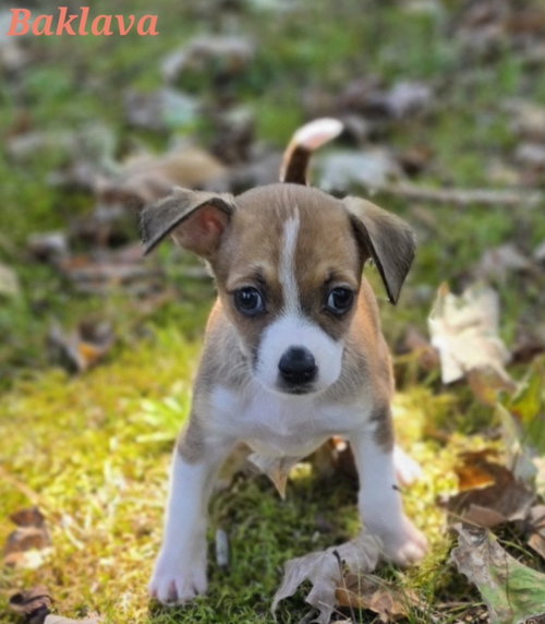 Baklava, Rat Terrier / Mixed