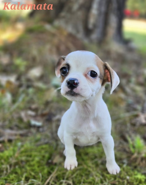 Kalamata, Rat Terrier / Mixed