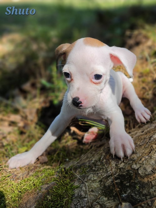 Shuto, Rat Terrier / Mixed
