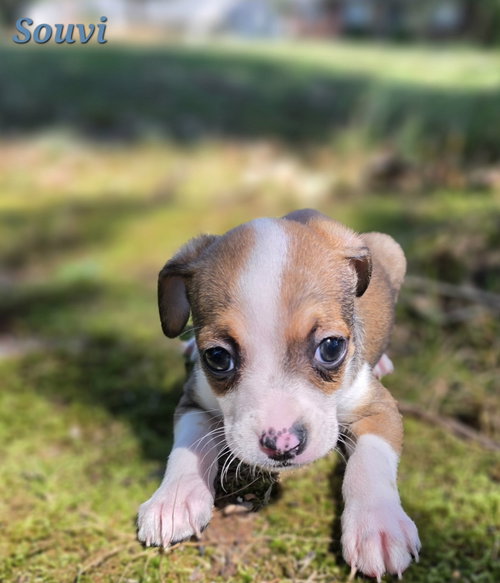 Souvi, Rat Terrier / Mixed