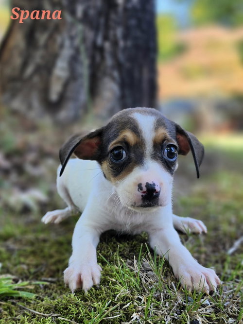 Spana, Rat Terrier / Mixed