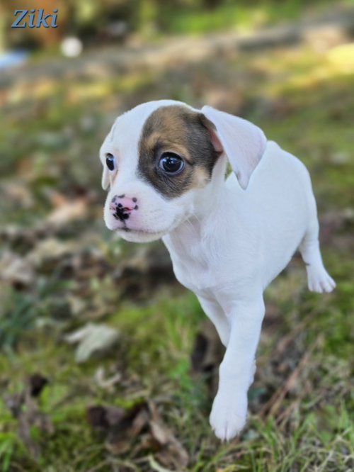 Ziki, Rat Terrier / Mixed