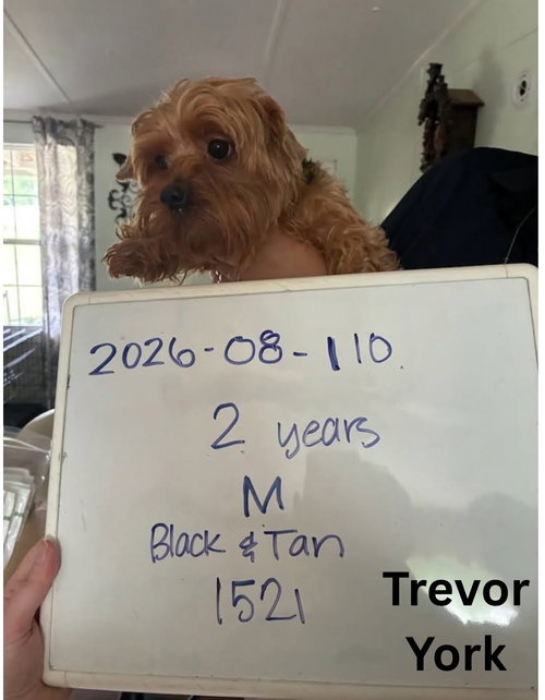 Photo 3 of Trevor York