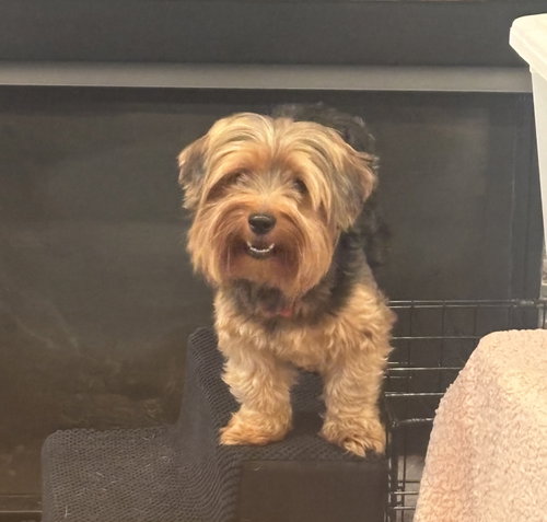 Trevor York, a dog for adoption from Angels Among Us Pet Rescue