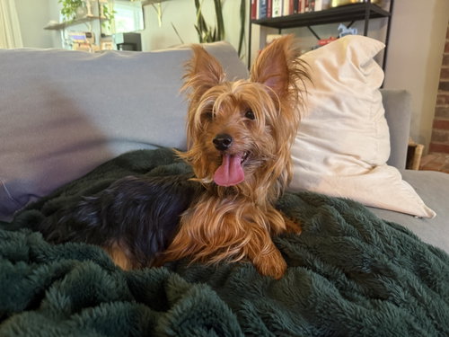 Clive York, a dog for adoption from Angels Among Us Pet Rescue