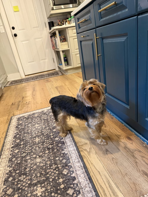 Crispin York, a dog for adoption from Angels Among Us Pet Rescue