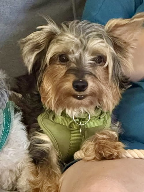 Nigel York, a dog for adoption from Angels Among Us Pet Rescue