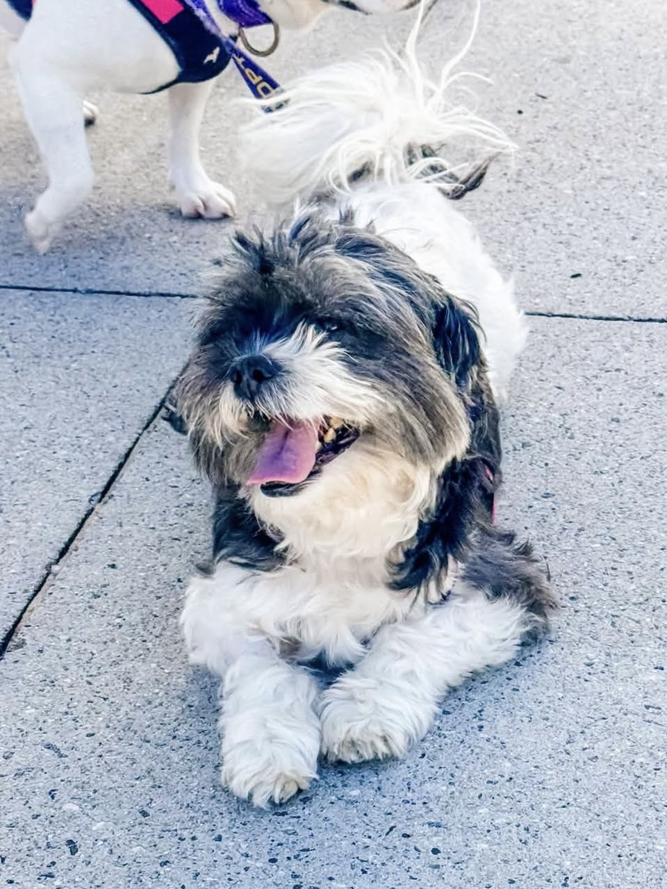Milly Mia, Shih Tzu
