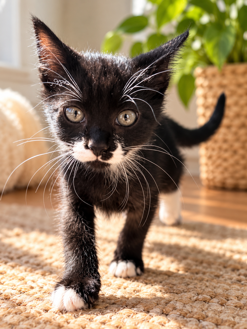 Ketchup, Tuxedo / Mixed (short coat)
