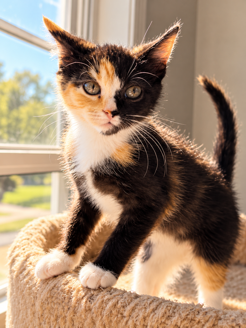 Pickle Relish, Calico / Mixed (short coat)