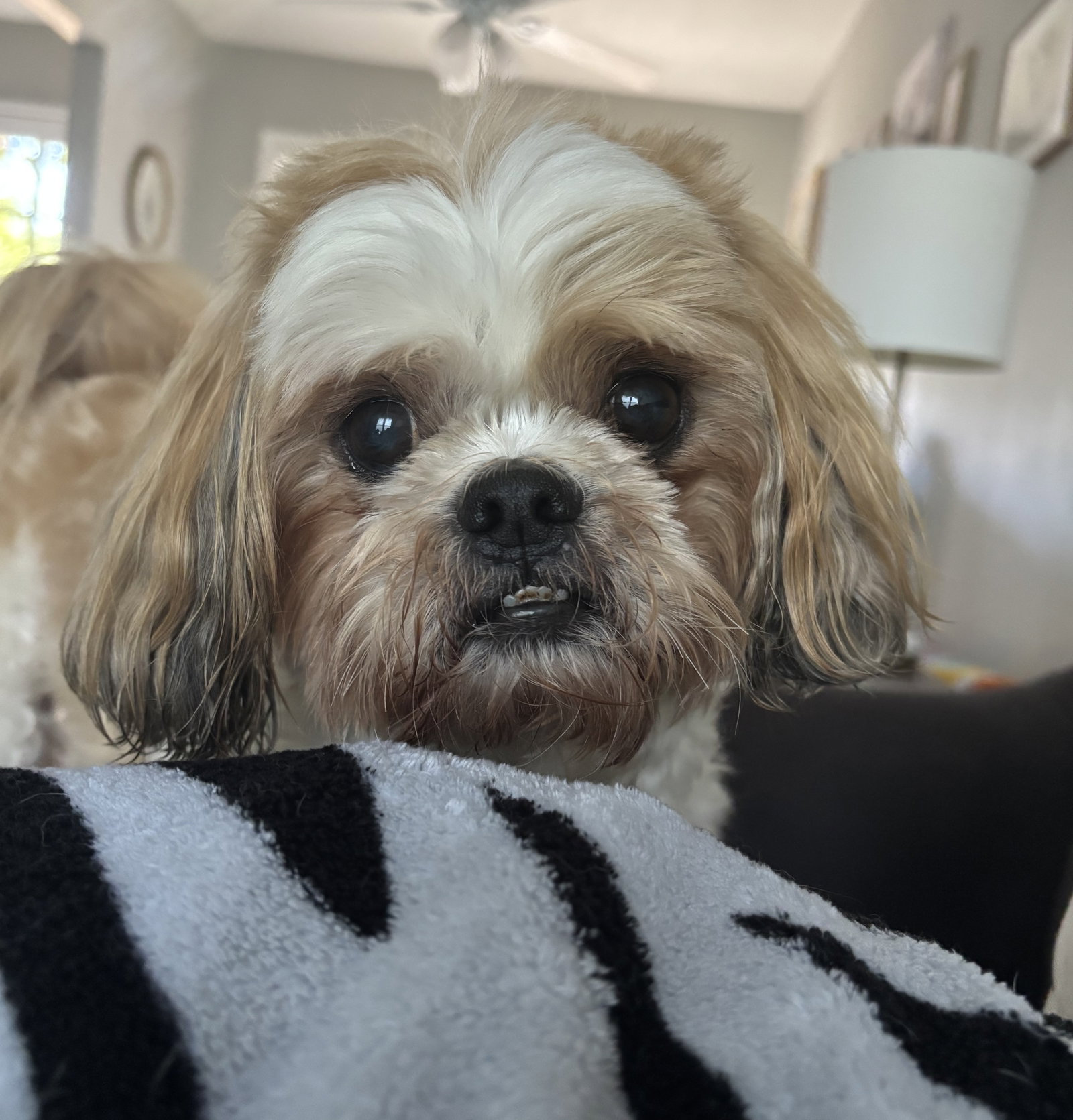 Riley Ringo, Shih Tzu