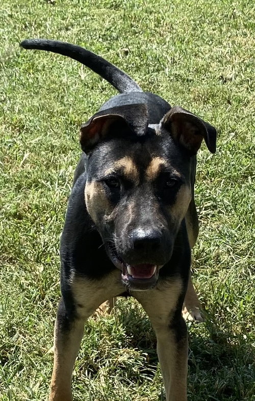 Peachtree Connie, a dog for adoption from Angels Among Us Pet Rescue