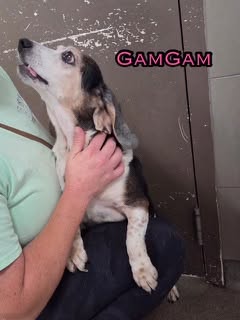 Photo 4 of GamGam