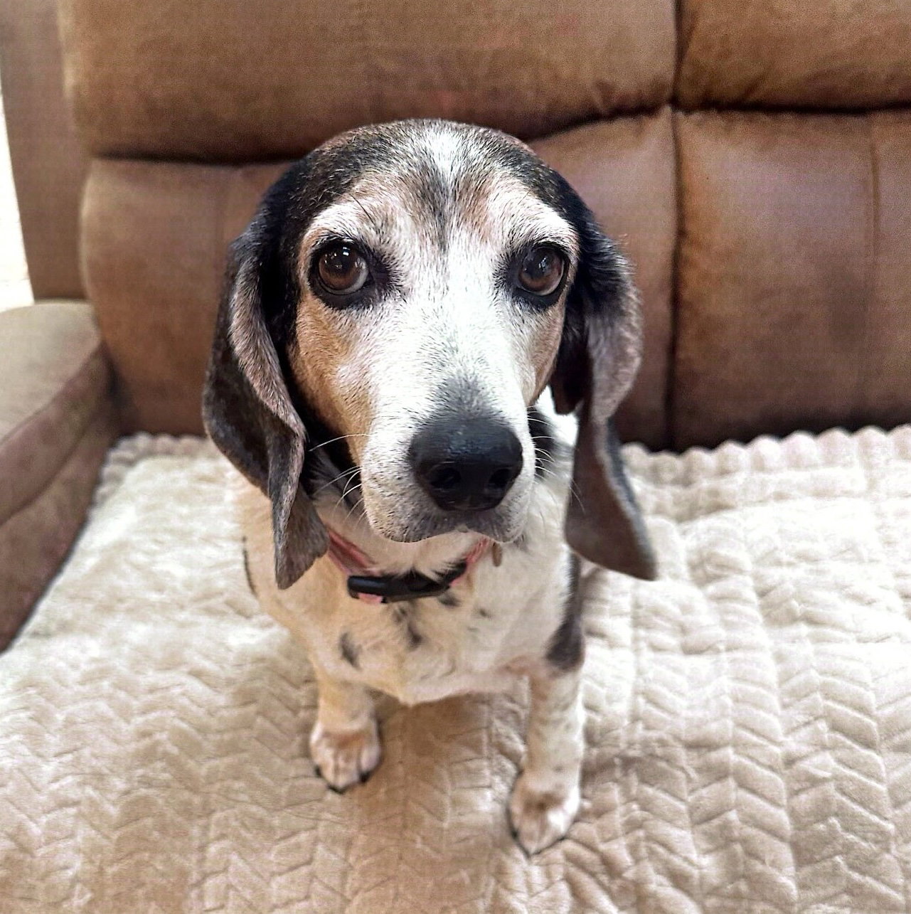 GamGam, Beagle
