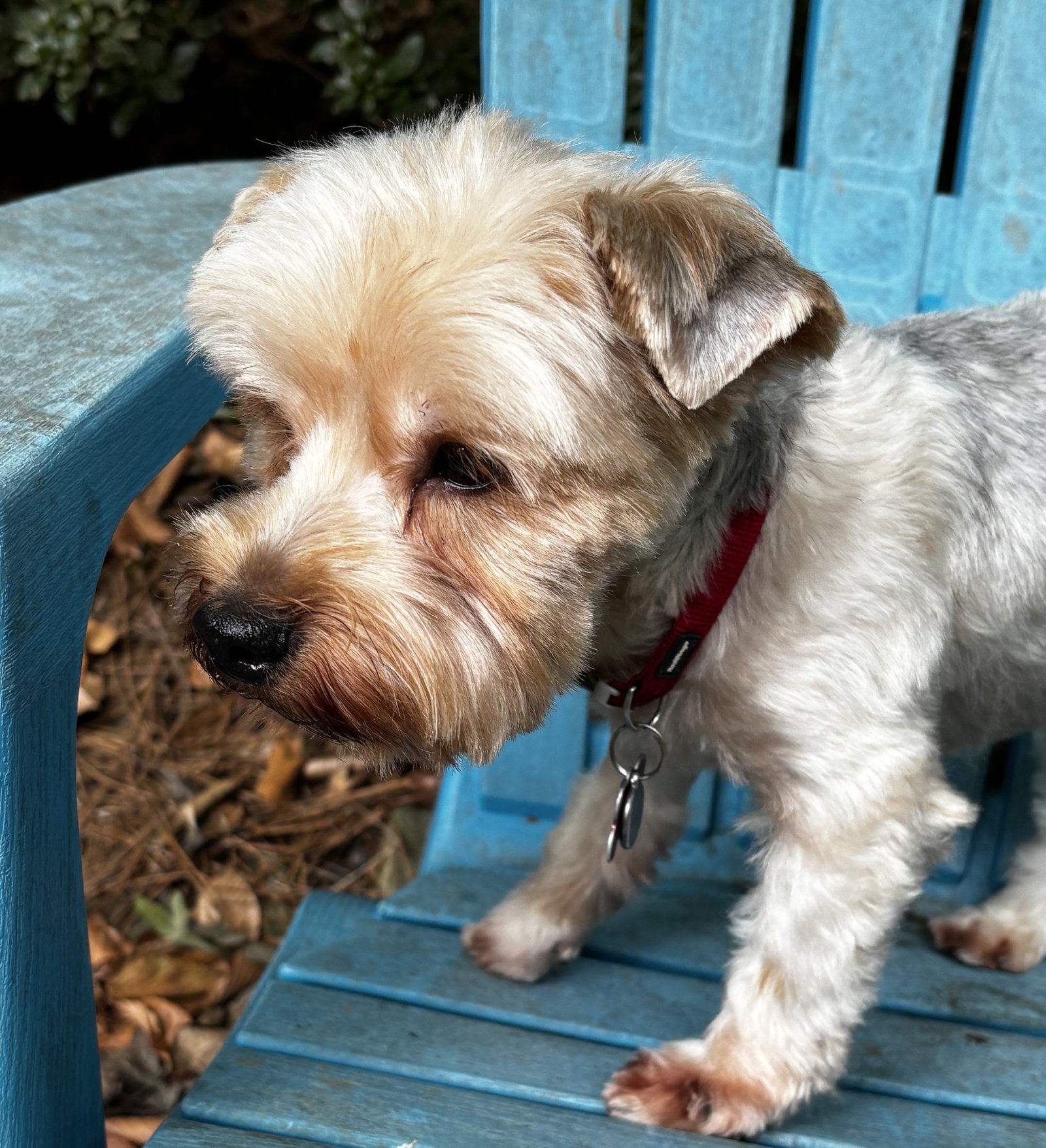 Louie Logan, Yorkshire Terrier Yorkie