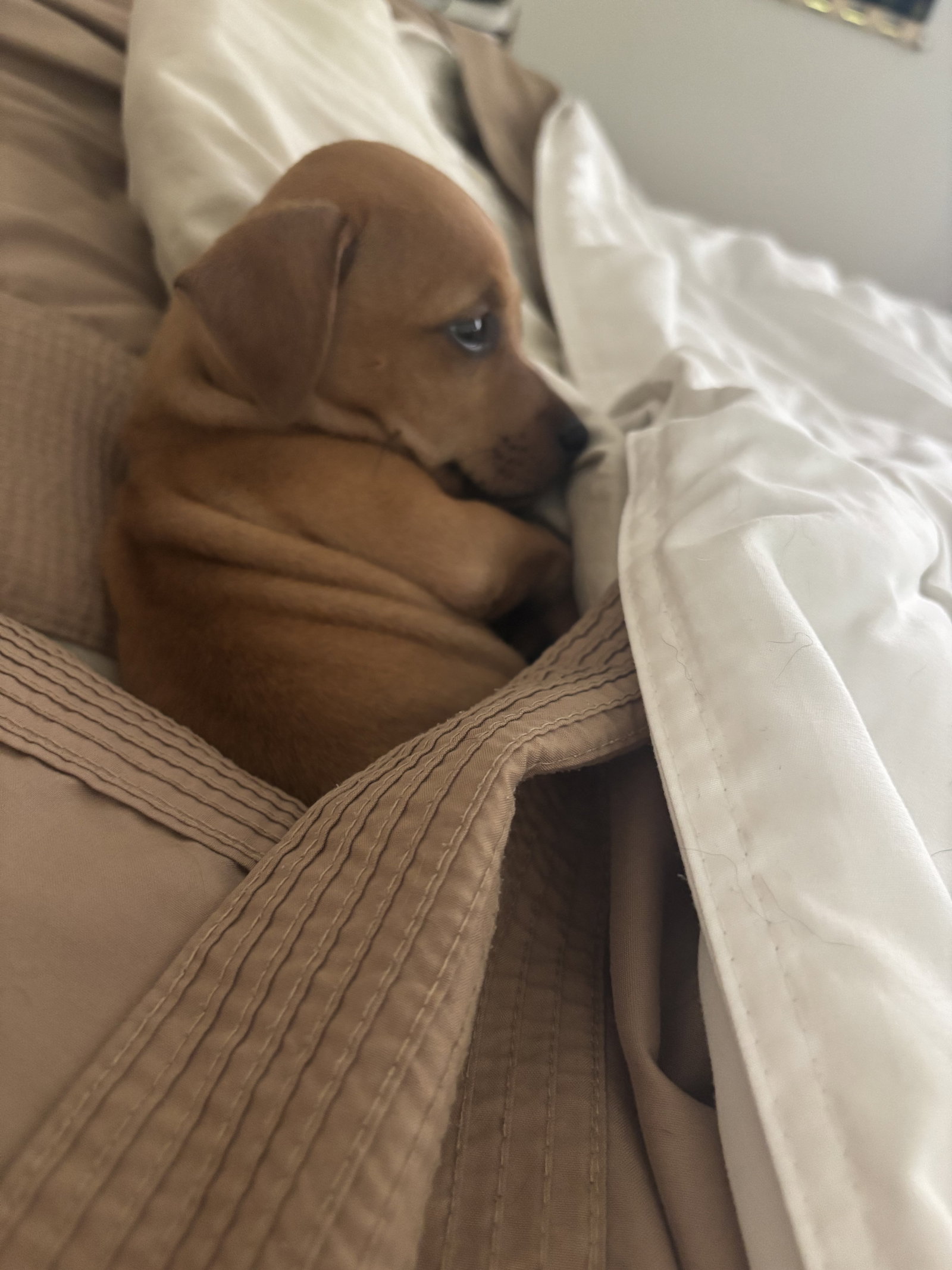 Mr. Peanut, Chihuahua