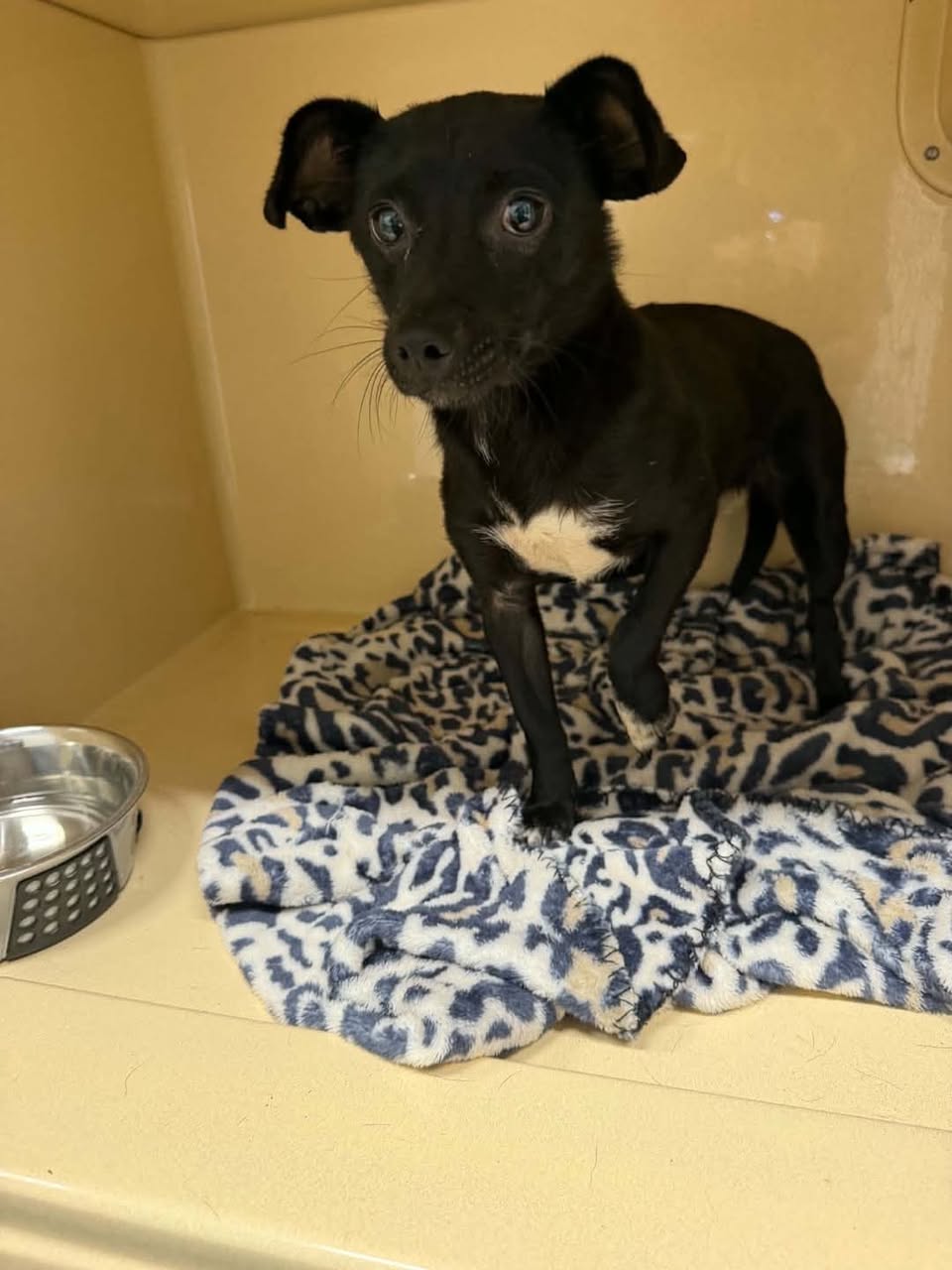 Kennedy Marie, Chihuahua