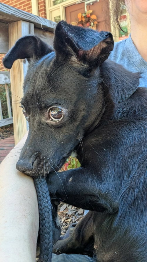 Kennedy Marie, Chihuahua / Mixed