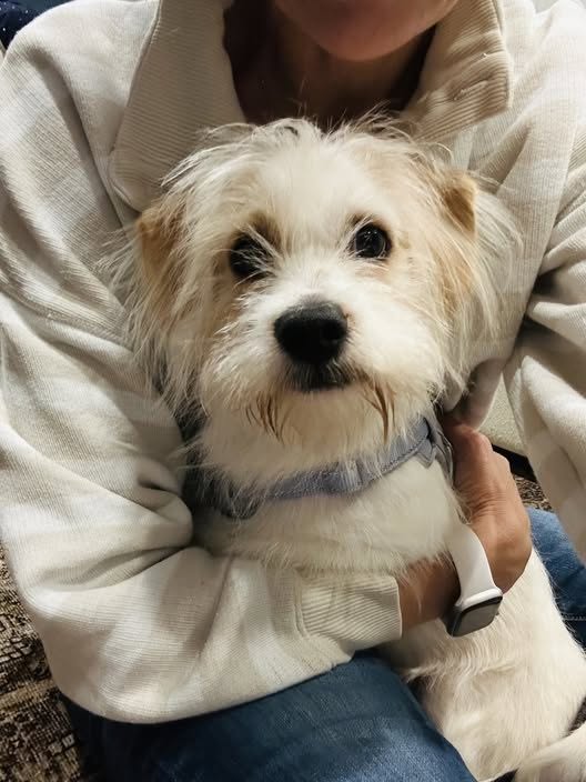 Eugene Bean, Shih Tzu