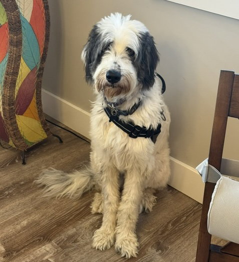 Ursa Marie, Great Pyrenees / Poodle (Standard) / Mixed