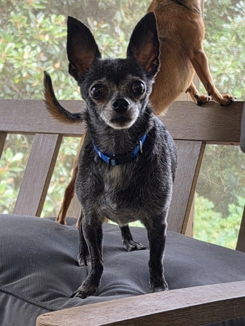 Bullet, Chihuahua / Mixed