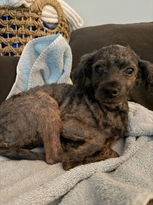 Pollyana, Poodle (Miniature) / Mixed