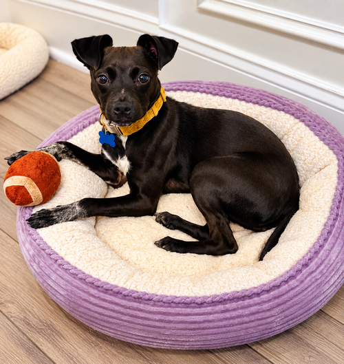 Emilie Ann, Chihuahua / Dachshund / Mixed