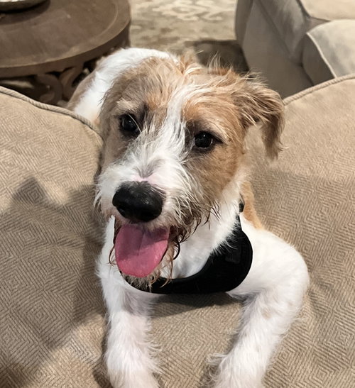 Jake Scruffles, Jack Russell Terrier / Mixed