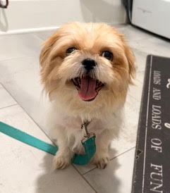 Maryland, Shih Tzu / Mixed