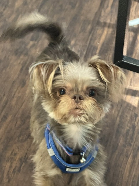 Bugaboo, Terrier / Mixed