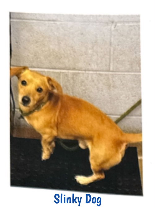 Slinky Dog, Chihuahua / Mixed