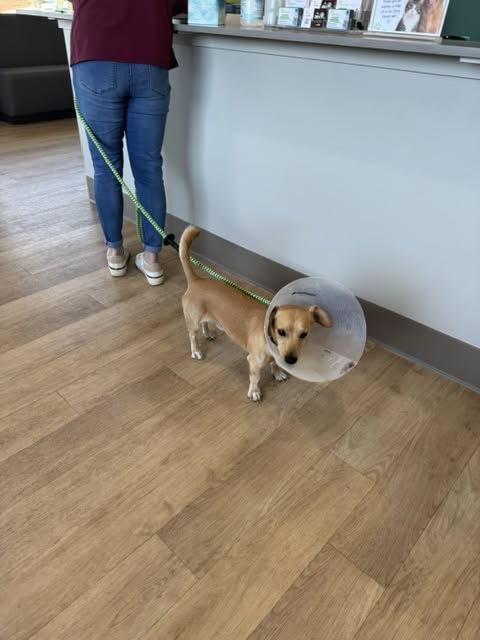 Slinky Dog, Chihuahua / Mixed