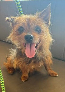Barnaby Button, Terrier / Mixed
