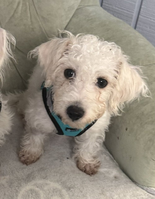 Finn Frost, Terrier / Mixed