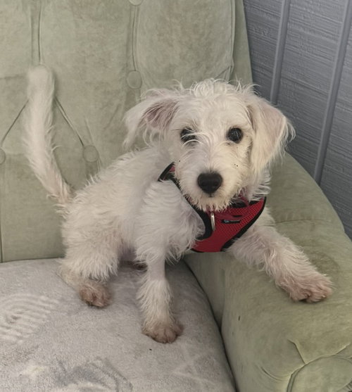 Frankee Frost, Terrier / Mixed