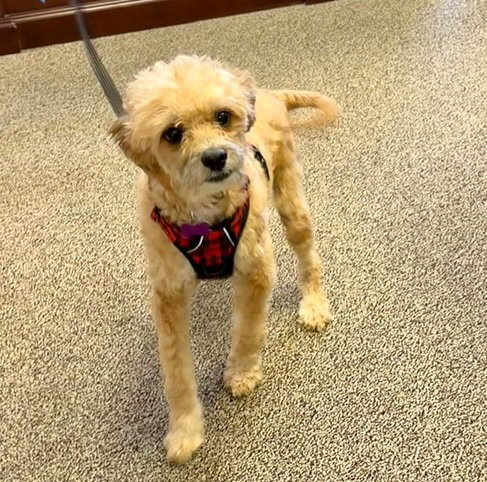 Walter Whyte, Poodle (Miniature) / Mixed