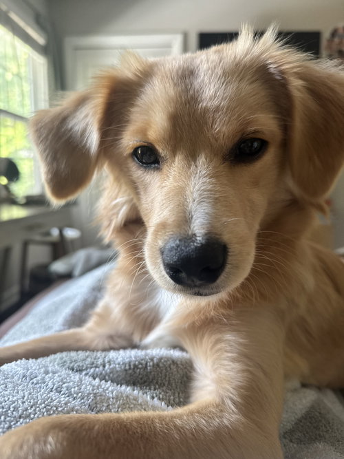 Lucky Bear, Golden Retriever / Mixed (medium coat)