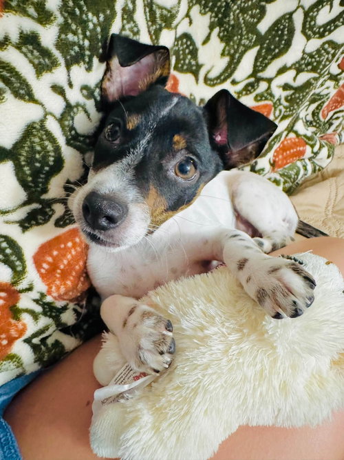 Henley Lee, Chihuahua / Jack Russell Terrier / Mixed
