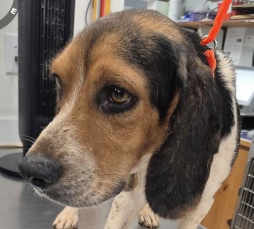 Mason Isaac, Beagle / Mixed